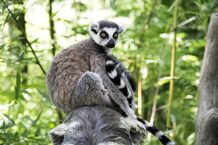Ring-tailed lemur sitting on a tree