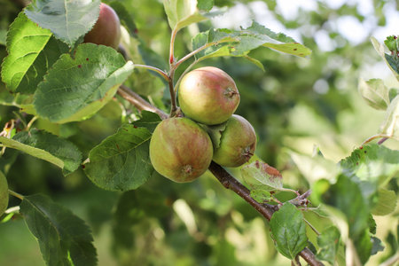 Apples hanging on a treeの写真素材