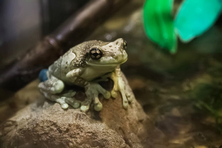 Frog sitting on a rockの写真素材