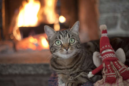 cat near a fireplace with a winter puppetの写真素材