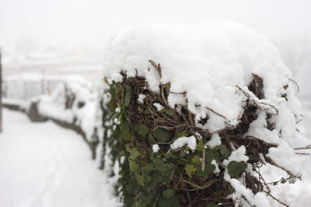 Ivy plant in thesnow on a winter dayの写真素材