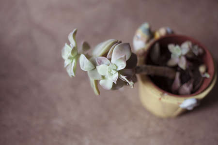 Succulent plantの写真素材