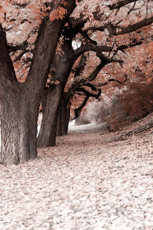 Peaceful afternoon walk  falling leaves in autumn