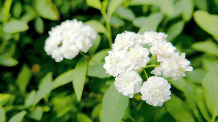 white flowers and leaves in the park