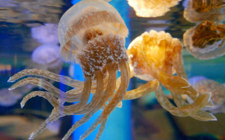 Group of jellyfish in aquariumの写真素材
