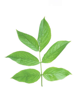 Green leaves with strips closeup on white backgroundの写真素材