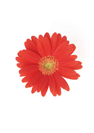 Red sunflower floral on white backgroundの写真素材