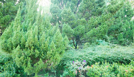 Background of green trees, outdoor plants in the backyard