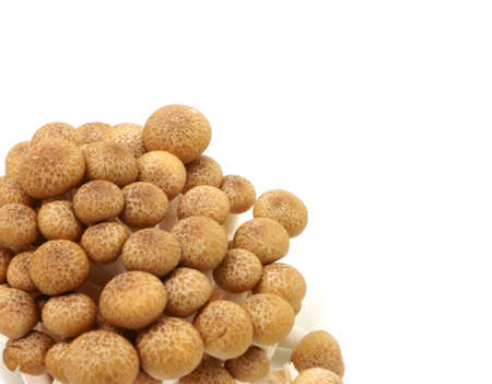 japanese mushrooms isolated on white backgroundの写真素材