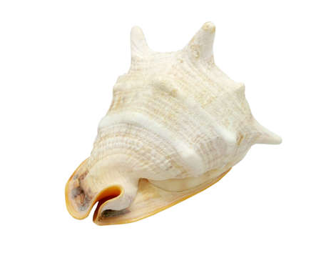 Isolated seashell decoration on the white background