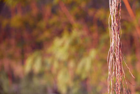 brown tree vines in the rainforestの写真素材