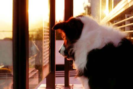 Border Collie pet dog is waiting for her master at sunsetの写真素材