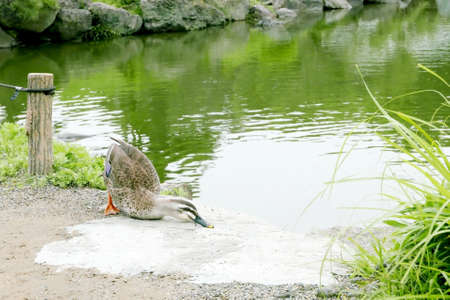 A duck feels tired near the pondの写真素材