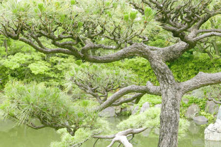 Japanese Pinus thunbergii pine tree in the parkの写真素材