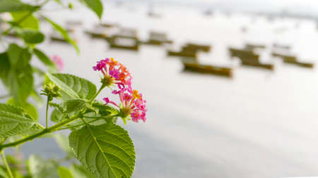 Closeup pink blossom flowers with green leaves near the seaの写真素材
