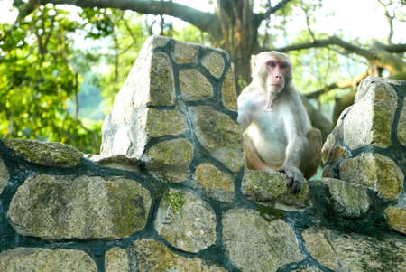 The portrait of monkey is sitting on the rockの写真素材