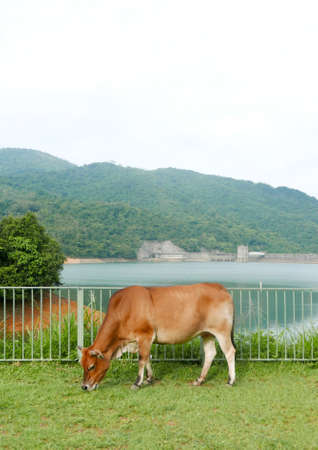 Brown cow eating green grasses near the reservoirの写真素材