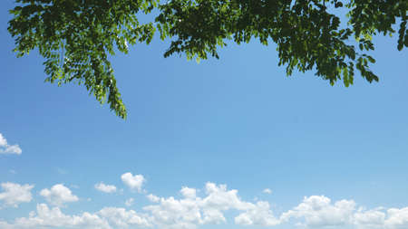 Empty blue sky, white cloud and the green treeの写真素材