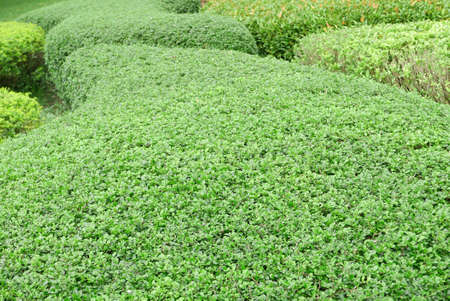 Closeup outdoor green gardening plants in the park