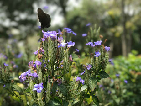 Purple blossom flowers and black butterfly in the outdoor gardenの写真素材