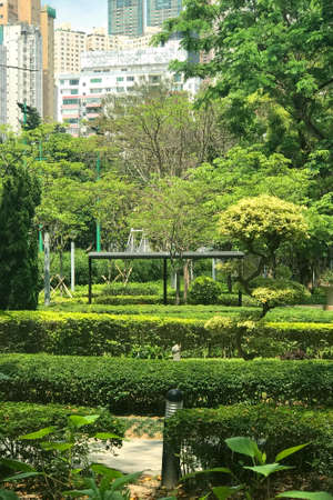 Green tree, plant, footpath in the park with the buildingの写真素材