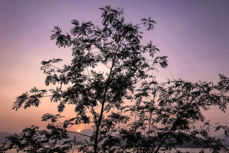 The silhouette of tree, gradient sky, sun and the ocean