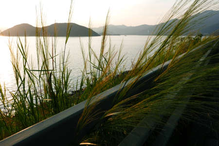 Outdoor ornamental green grasses, ocean and the mountainの写真素材