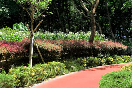 The Outdoor plant decoration, exercise, running, jogging red pathway in the parkの写真素材
