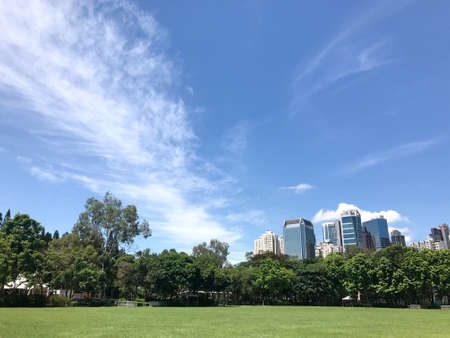 The cityscape building, big green grass field, tree in the parkの写真素材