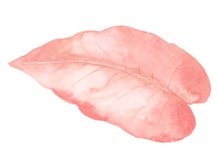 The isolated pastel pink leaf on white backgroundのイラスト素材