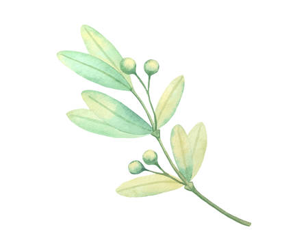 Isolated watercolor green leaf plant decoration on a white backgroundのイラスト素材