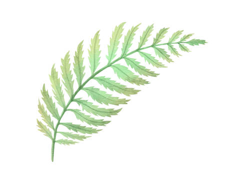 Isolated Watercolor Fern Bush leaf plant decoration on white backgroundのイラスト素材