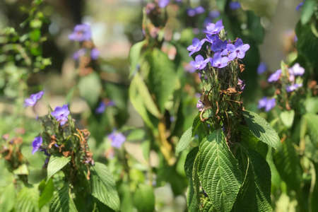 The closeup blue flowers with leaves in outdoor garden