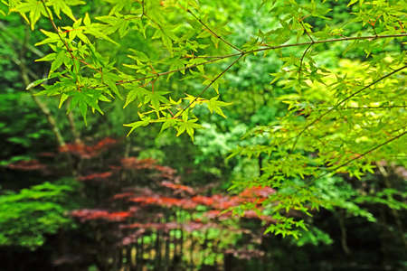 The closeup green leaves and tree in Japan gardenの写真素材
