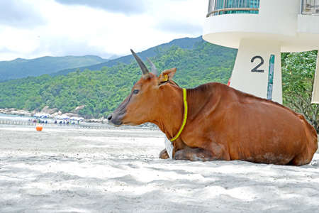 The old cow sitting  on the beachの写真素材