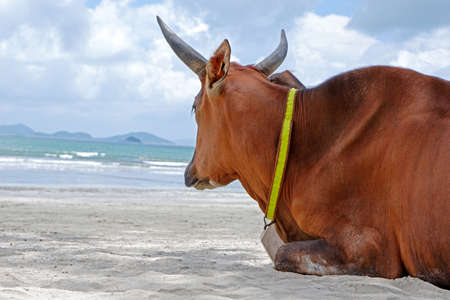 The old cow sitting  on the beachの写真素材