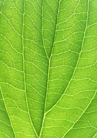 The close-up portion green plant with leaf netted veins pattern paper background