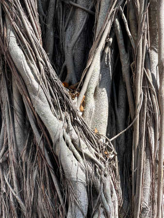 The close up of brown large tree root with sun light shadow