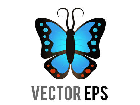 The vector isolated beautiful winged insect butterfly icon with blue and black morpho wings outspreadのイラスト素材