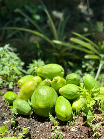 The healthy, fresh group of green skin raw fruit papayas in the garden