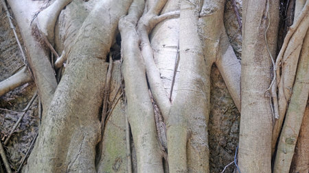The brown tree trunk grunge natural root background