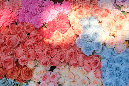 The mix colors of natural rose florals backdrop background with sunlightの写真素材