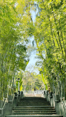 The vertical green bamboo plant forest in outdoor parkの写真素材