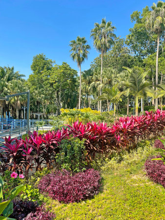 Footpath, plant, tree in Hong Kong outdoor public park with blue skyの写真素材