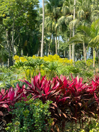 The vertical red and green plants, trees in outdoor parkの写真素材