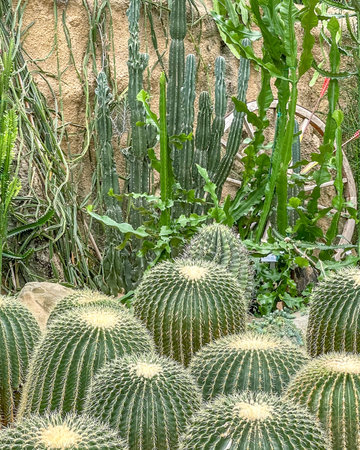 The vertical freshness green plants cactus in indoor greenhouse