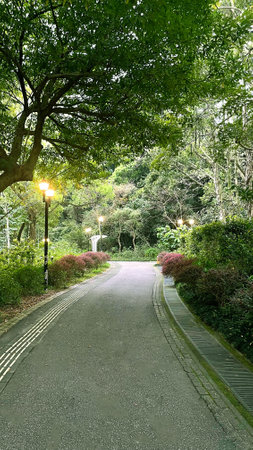 The vertical outdoor footpath lane with green plants and treeの写真素材