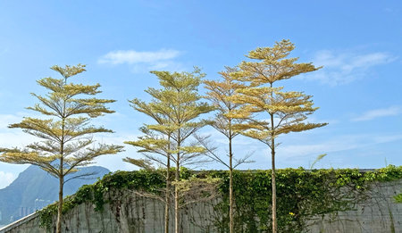The horizontal trees with blue sky