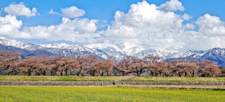 The natural landscape photo with green field, trees, mountain with snow and blue sky in Nagoya Japan