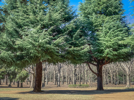 Majestic evergreen trees in a park with a backdrop of bare winter trees under a blue skyの写真素材